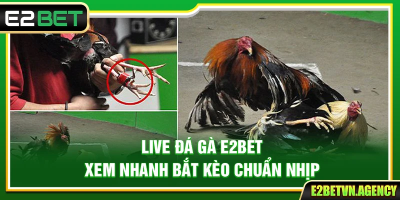 Live Đá Gà E2bet – Xem Nhanh Bắt Kèo Chuẩn Nhịp 5 Live Đá Gà E2bet – Xem Nhanh Bắt Kèo Chuẩn Nhịp