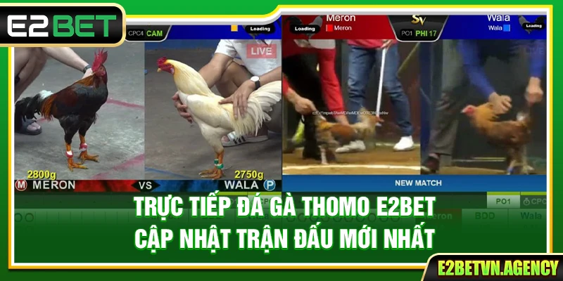 Trực Tiếp Đá Gà Thomo E2Bet – Cập Nhật Trận Đấu Mới Nhất 4 Trực Tiếp Đá Gà Thomo E2Bet – Cập Nhật Trận Đấu Mới Nhất