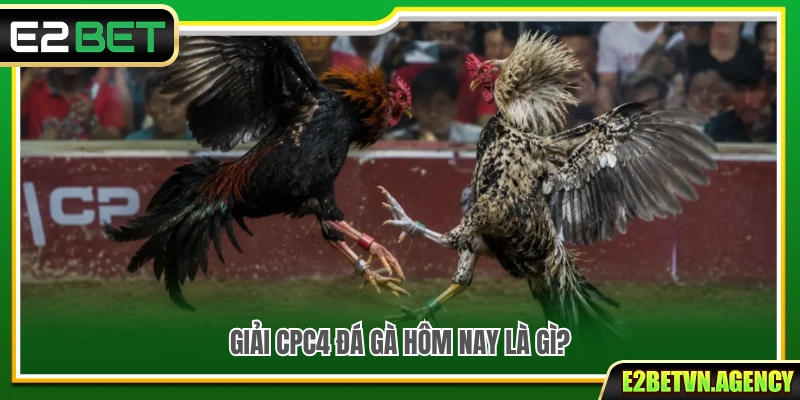 Giải CPC4 Đá Gà Hôm Nay – Cập Nhật Thông Tin Đáng Chú Ý 2 Tìm hiểu giải CPC4 đá gà hôm nay