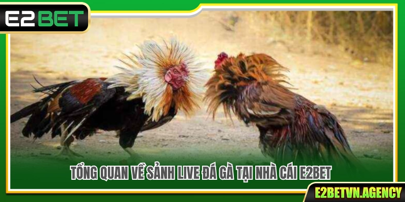 Live Đá Gà E2bet – Xem Nhanh Bắt Kèo Chuẩn Nhịp 2 Khám phá tổng quan sảnh live đá gà tại nhà cái E2bet