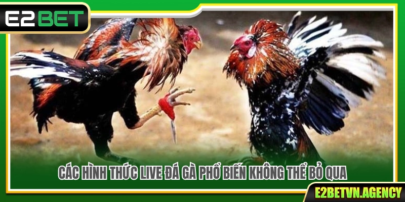 Live Đá Gà E2bet – Xem Nhanh Bắt Kèo Chuẩn Nhịp 3 Những hình thức live đá gà phổ biến đáng chú ý
