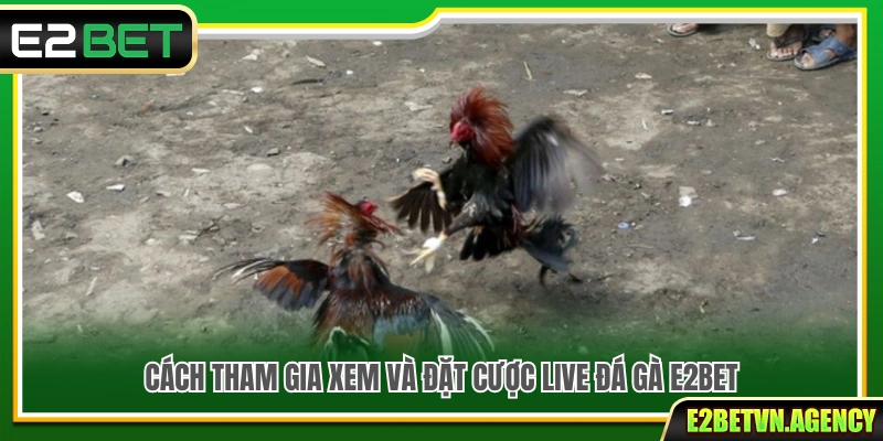 Live Đá Gà E2bet – Xem Nhanh Bắt Kèo Chuẩn Nhịp 4 Hướng dẫn tham gia xem và đặt cược live đá gà tại E2bet