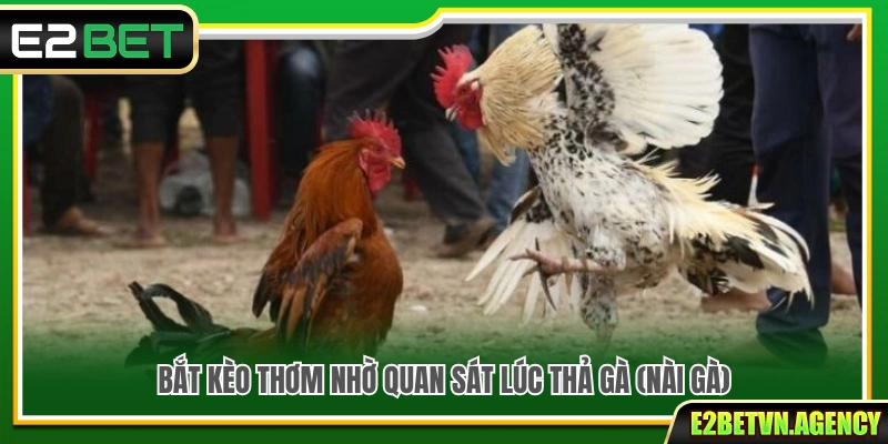 Kinh Nghiệm Soi Kèo Đá Gà Online Trăm Trận Trăm Thắng 4 Mẹo bắt kèo ngon qua việc quan sát nài gà lúc thả gà