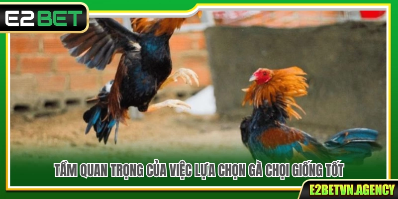 Tổng Hợp Tips Chọn Chiến Kê Chuẩn Nhất Cho Mọi Sư Kê 2 Vì sao việc lựa chọn gà chọi giống tốt lại quan trọng?