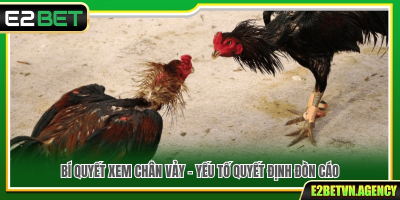 Tổng Hợp Tips Chọn Chiến Kê Chuẩn Nhất Cho Mọi Sư Kê 3 Tips chọn chiến kê xem chân vảy gà chọi chuẩn từ sư kê