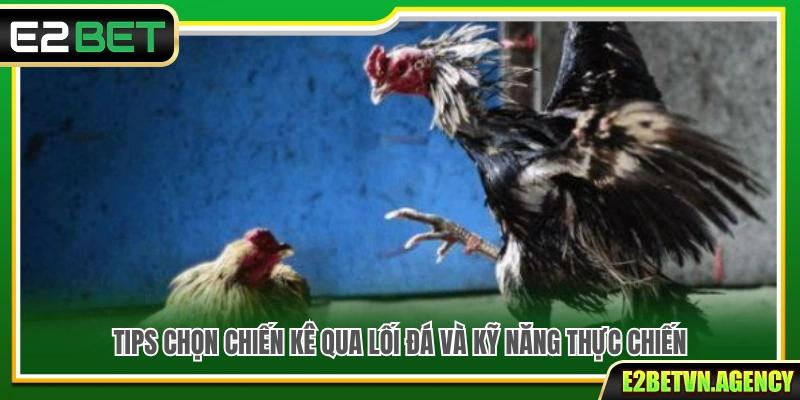 Tổng Hợp Tips Chọn Chiến Kê Chuẩn Nhất Cho Mọi Sư Kê 4 Tips chọn chiến kê dựa trên lối đá và khả năng thực chiến