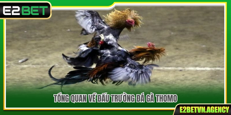 Trực Tiếp Đá Gà Thomo E2Bet – Cập Nhật Trận Đấu Mới Nhất 2 Khám phá tổng quan đấu trường đá gà Thomo nổi tiếng