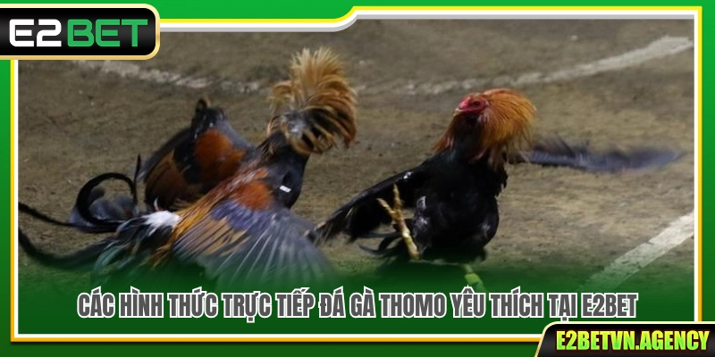 Trực Tiếp Đá Gà Thomo E2Bet – Cập Nhật Trận Đấu Mới Nhất 3 Những hình thức trực tiếp đá gà Thomo được yêu thích